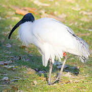 Ibis à tête noire