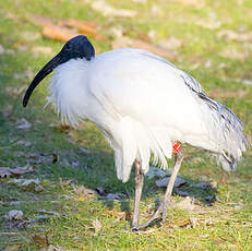 Ibis à tête noire