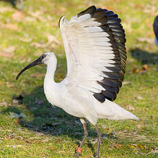 Ibis à tête noire