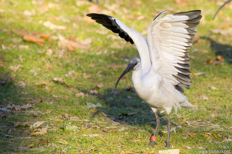 Ibis à tête noirejuvénile, identification