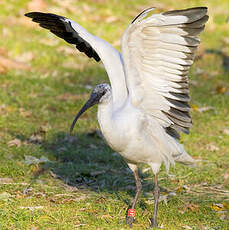 Ibis à tête noire