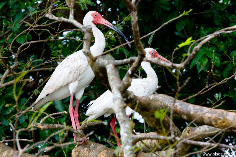 Ibis blanc, identification