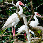 American White Ibis