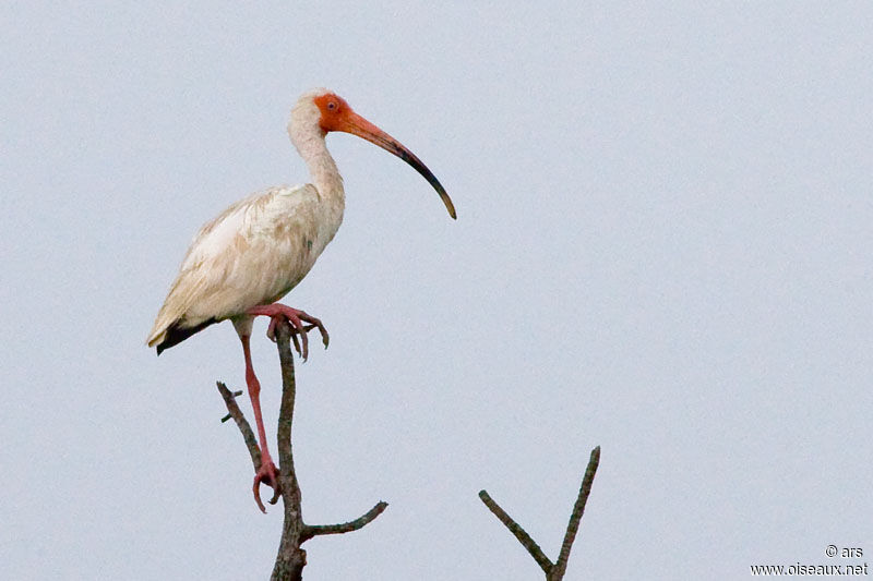 American White Ibis, identification