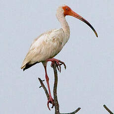 Ibis blanc