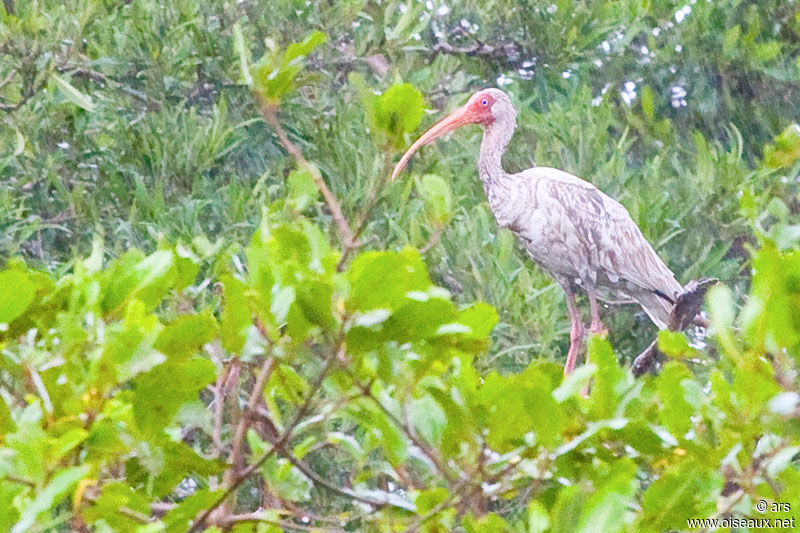 Ibis blanc, identification