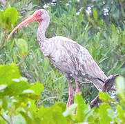 American White Ibis