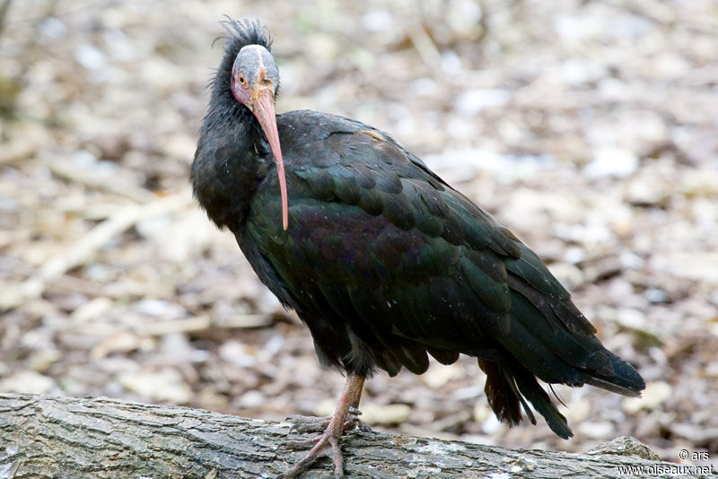 Ibis chauve, identification