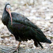 Northern Bald Ibis