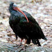 Northern Bald Ibis