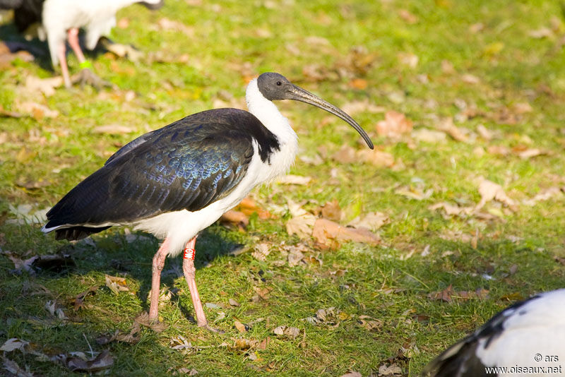 Ibis d'Australie, identification