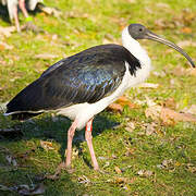 Straw-necked Ibis