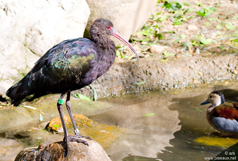 Puna Ibis, identification