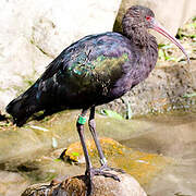 Puna Ibis