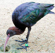 Puna Ibis