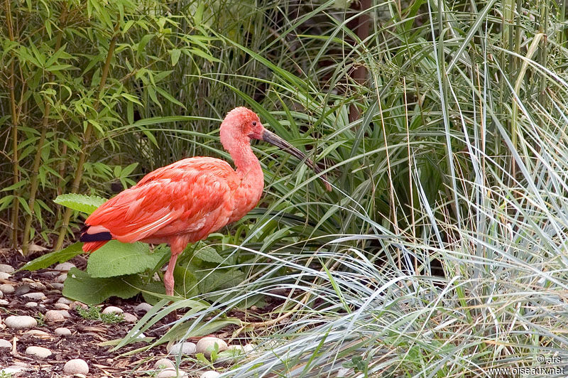 Scarlet Ibis, identification