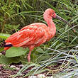 Ibis rouge