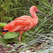 Scarlet Ibis