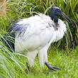 Ibis sacré