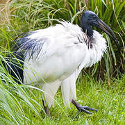 African Sacred Ibis