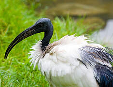 African Sacred Ibis