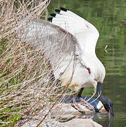 African Sacred Ibis