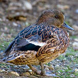 Canard à faucilles