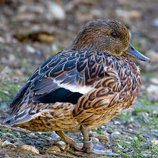 Canard à faucilles