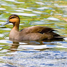 Canard des Philippines