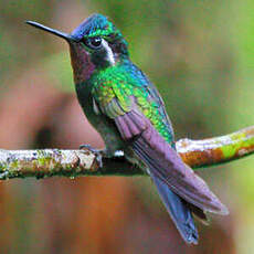 Colibri à gorge pourprée