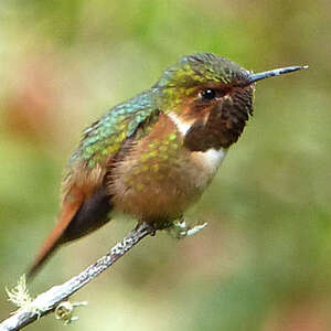 Colibri scintillant