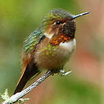 Colibri scintillant