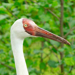 Grue de Sibérie