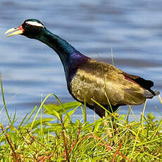 Jacana bronzé