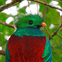 Quetzal resplendissant