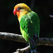 Fischer's Lovebird