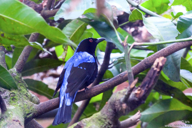 Asian Fairy-bluebird, identification