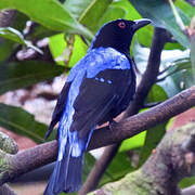 Asian Fairy-bluebird