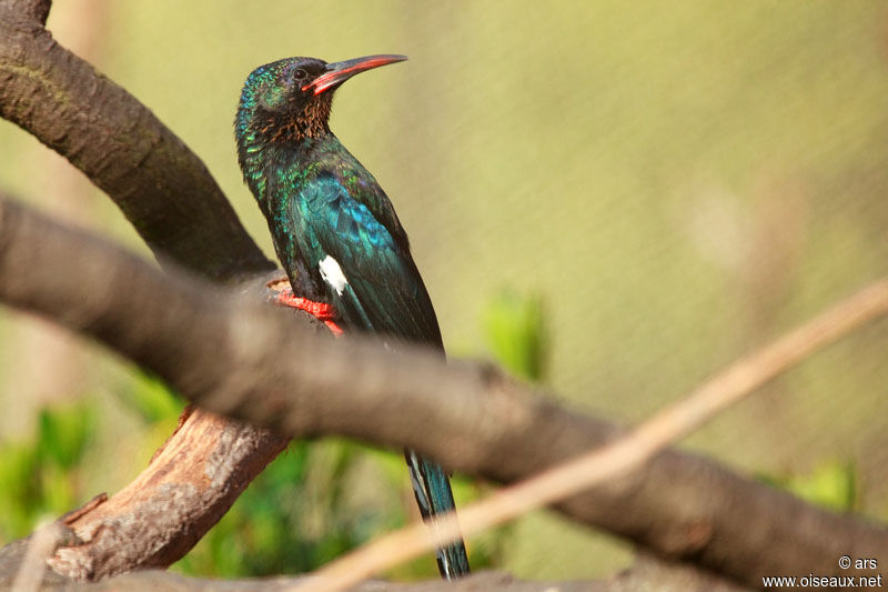 Green Wood Hoopoe, identification