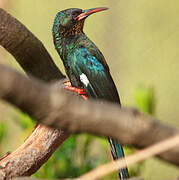 Green Wood Hoopoe