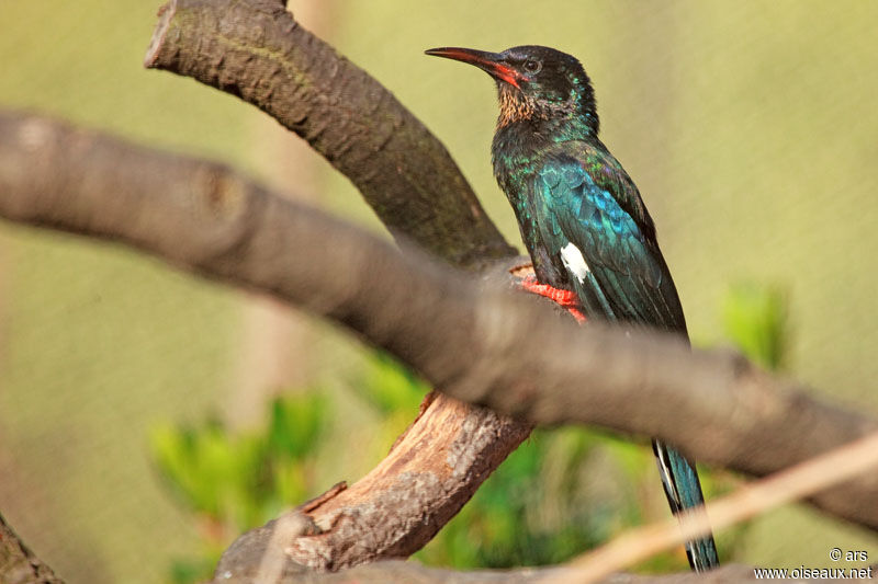 Green Wood Hoopoe, identification