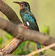 Green Wood Hoopoe