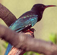 Green Wood Hoopoe