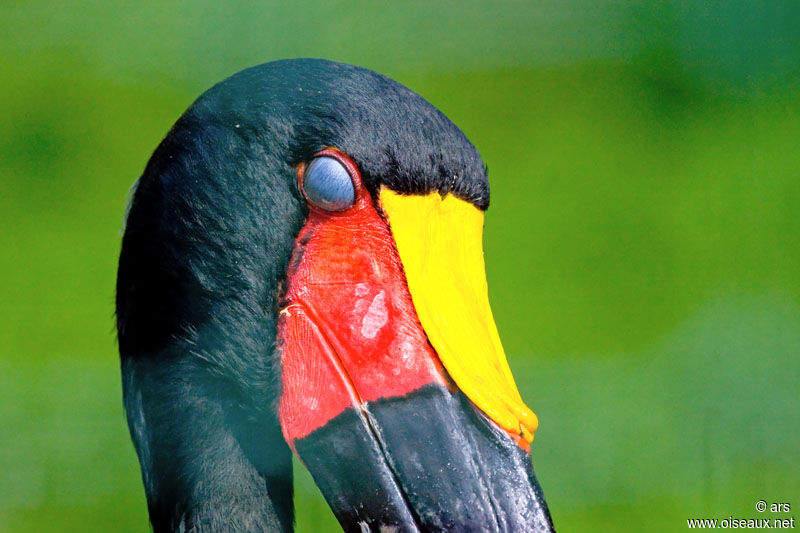 Jabiru d'Afrique, identification