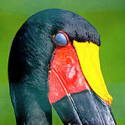 Saddle-billed Stork