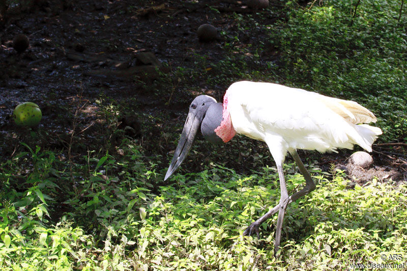 Jabiru, identification