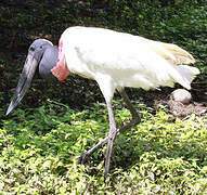 Jabiru d'Amérique