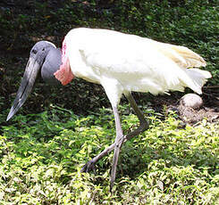 Jabiru d'Amérique