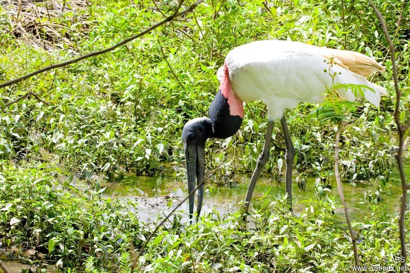 Jabiru, identification