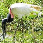 Jabiru d'Amérique